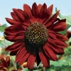 Velvet Queen Sunflower Seeds – 18 Count – Unique Copper Red Blooms - Image 1