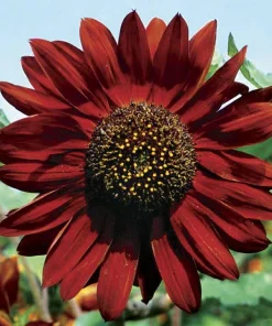 Velvet Queen Sunflower Seeds – 18 Count – Unique Copper Red Blooms - Image 1