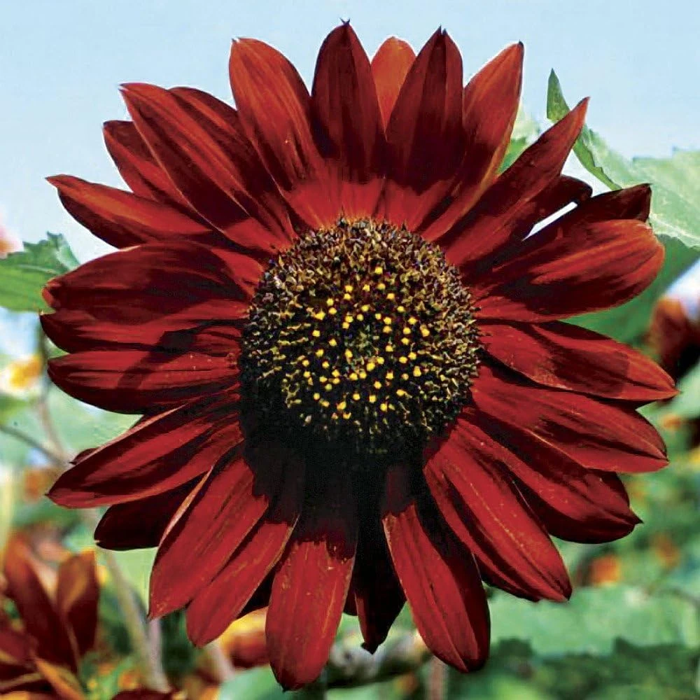 Velvet Queen Sunflower Seeds – 18 Count – Unique Copper Red Blooms - Image 1