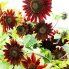 Velvet Queen Sunflower Seeds - 25 Dark Red Helianthus Annuus Seeds - Image 1