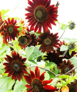 Velvet Queen Sunflower Seeds - 25 Dark Red Helianthus Annuus Seeds - Image 1