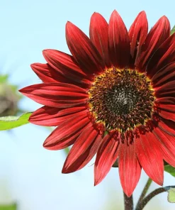 Velvet Queen Sunflower Seeds - 25 Dark Red Helianthus Annuus Seeds - Image 2