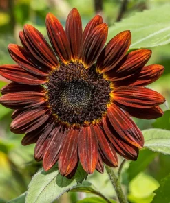 Velvet Queen Sunflower Seeds - 25 Dark Red Helianthus Annuus Seeds - Image 4