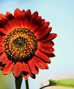 Velvet Queen Sunflower Seeds - 25 Dark Red Helianthus Annuus Seeds - Image 5
