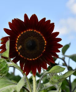 Velvet Queen Sunflower Seeds - 25 Dark Red Helianthus Annuus Seeds - Image 6