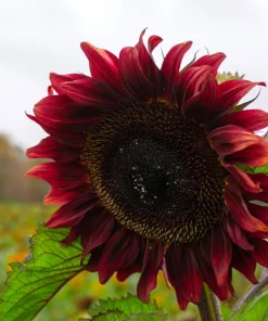 Velvet Queen Sunflower Seeds - 25 Dark Red Helianthus Annuus Seeds - Image 8