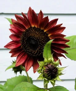 Velvet Queen Sunflower Seeds - 25 Dark Red Helianthus Annuus Seeds - Image 9