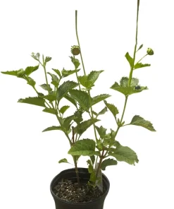 Venus False Sunflower Live Plant – Heliopsis helianthoides 'Venus' – Gallon Pot – Outdoor Perennial - Image 2