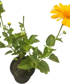 Venus False Sunflower Live Plant – Heliopsis helianthoides 'Venus' – Gallon Pot – Outdoor Perennial - Image 3