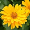 Venus False Sunflower Live Plant – Heliopsis helianthoides 'Venus' – Gallon Pot – Outdoor Perennial - Image 1