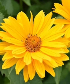 Venus False Sunflower Live Plant – Heliopsis helianthoides 'Venus' – Gallon Pot – Outdoor Perennial - Image 1