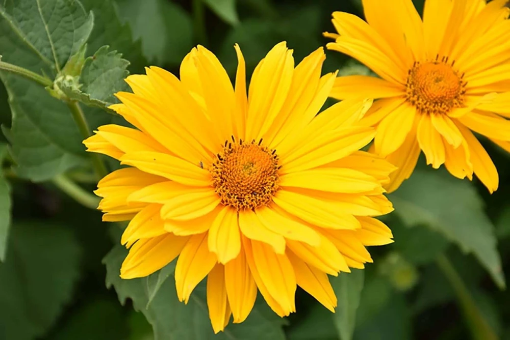 Venus False Sunflower Live Plant – Heliopsis helianthoides 'Venus' – Gallon Pot – Outdoor Perennial - Image 1