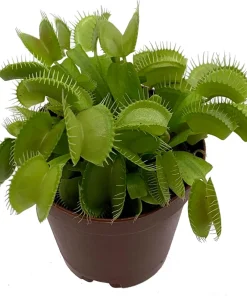 Venus Fly Trap Live Plant - Carnivorous Dionaea - 2 Inch Pot - Image 1