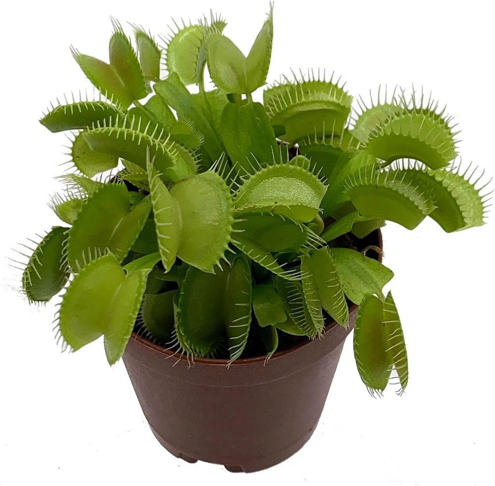 Venus Fly Trap Live Plant - Carnivorous Dionaea - 2 Inch Pot - Image 1