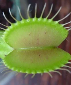 Venus Fly Trap Live Plant - Carnivorous Dionaea - 2 Inch Pot - Image 2