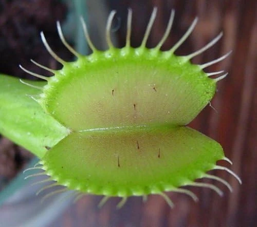 Venus Fly Trap Live Plant - Carnivorous Dionaea - 2 Inch Pot - Image 2
