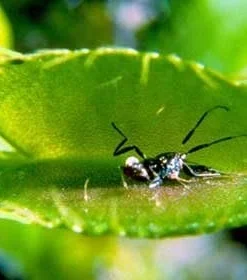 Venus Fly Trap Live Plant - Carnivorous Dionaea - 2 Inch Pot - Image 3