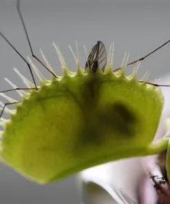 Venus Fly Trap Live Plant - Carnivorous Dionaea - 2 Inch Pot - Image 4