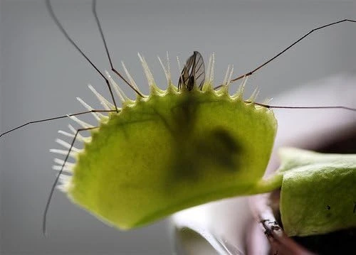 Venus Fly Trap Live Plant - Carnivorous Dionaea - 2 Inch Pot - Image 4