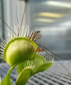 Venus Fly Trap Live Plant - Carnivorous Dionaea - 2 Inch Pot - Image 5