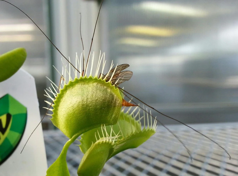 Venus Fly Trap Live Plant - Carnivorous Dionaea - 2 Inch Pot - Image 5