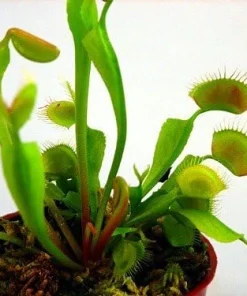 Venus Fly Trap Live Plant - Carnivorous Dionaea - 2 Inch Pot - Image 6