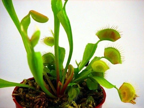 Venus Fly Trap Live Plant - Carnivorous Dionaea - 2 Inch Pot - Image 6