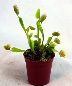 Venus Fly Trap Live Plant - Carnivorous Dionaea - 2 Inch Pot - Image 7