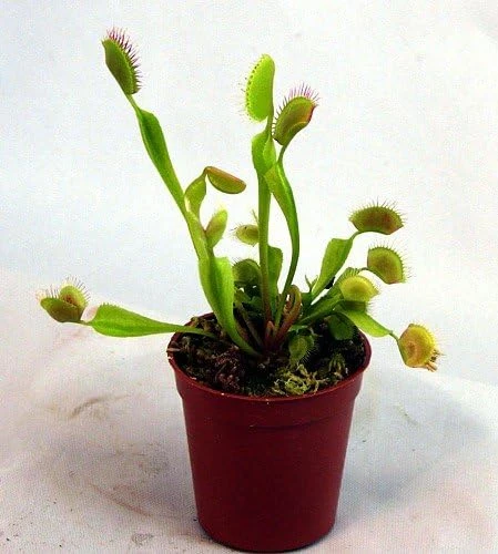 Venus Fly Trap Live Plant - Carnivorous Dionaea - 2 Inch Pot - Image 7