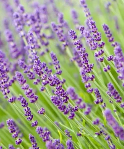 Vera English Lavender Seeds - 200+ Non-GMO Perennial Herb Seeds - Image 2