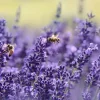 Vera English Lavender Seeds - 200+ Non-GMO Perennial Herb Seeds - Image 1