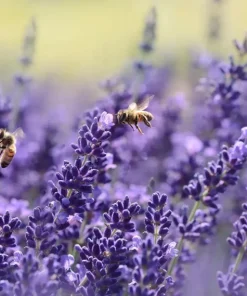 Vera English Lavender Seeds - 200+ Non-GMO Perennial Herb Seeds - Image 1