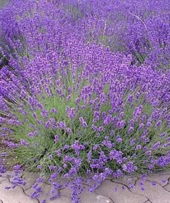 Vera English Lavender Seeds - 200+ Non-GMO Perennial Herb Seeds - Image 3