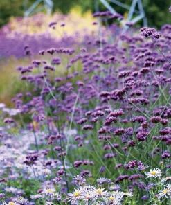 Verbena Bonariensis Purpletop Vervain Flower Seeds - 500 Count, Perennial, Non-GMO - Image 2