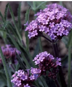 Verbena Bonariensis Purpletop Vervain Flower Seeds - 500 Count, Perennial, Non-GMO - Image 3