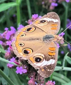 Verbena Bonariensis Purpletop Vervain Flower Seeds - 500 Count, Perennial, Non-GMO - Image 4