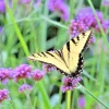 Verbena Bonariensis Purpletop Vervain Flower Seeds - 500 Count, Perennial, Non-GMO - Image 1