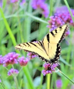 Verbena Bonariensis Purpletop Vervain Flower Seeds - 500 Count, Perennial, Non-GMO - Image 1