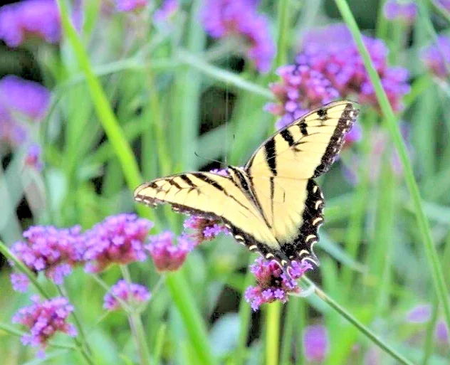 Verbena Bonariensis Purpletop Vervain Flower Seeds - 500 Count, Perennial, Non-GMO - Image 1