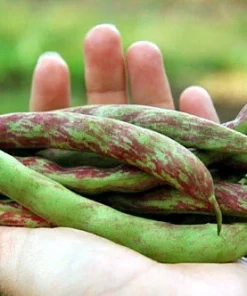 Vermont Cranberry Bean Seeds - Heirloom, Sweet Flavor, 50 Seed Packet - Image 2