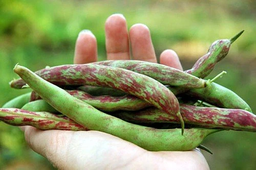 Vermont Cranberry Bean Seeds - Heirloom, Sweet Flavor, 50 Seed Packet - Image 2