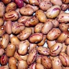 Vermont Cranberry Bean Seeds - Heirloom, Sweet Flavor, 50 Seed Packet - Image 1