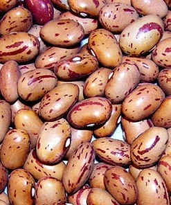 Vermont Cranberry Bean Seeds - Heirloom, Sweet Flavor, 50 Seed Packet - Image 1