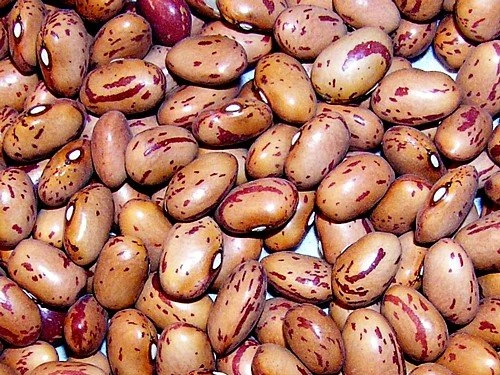 Vermont Cranberry Bean Seeds - Heirloom, Sweet Flavor, 50 Seed Packet - Image 1