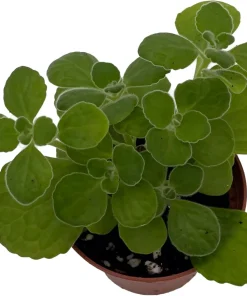 Vicks Swedish Ivy Plant - Plectranthus - 2.5