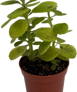 Vicks Swedish Ivy Plant - Plectranthus - 2.5