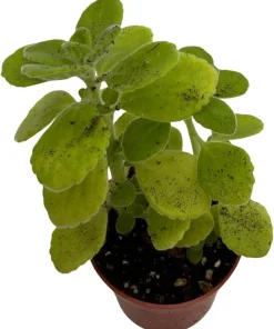 Vicks Swedish Ivy Plant - Plectranthus - 2.5