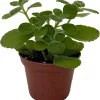Vicks Swedish Ivy Plant - Plectranthus - 2.5" Pot - Image 1