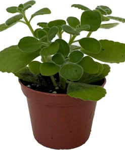 Vicks Swedish Ivy Plant - Plectranthus - 2.5