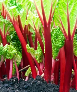 Victoria Rhubarb Seeds - 25 Seeds - Pieplant Perennial Vegetable - Image 4